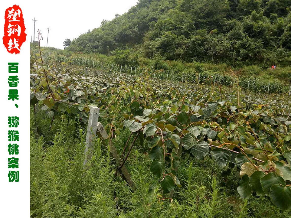 百香果、獼猴桃及香菇產(chǎn)業(yè)的指定廠家